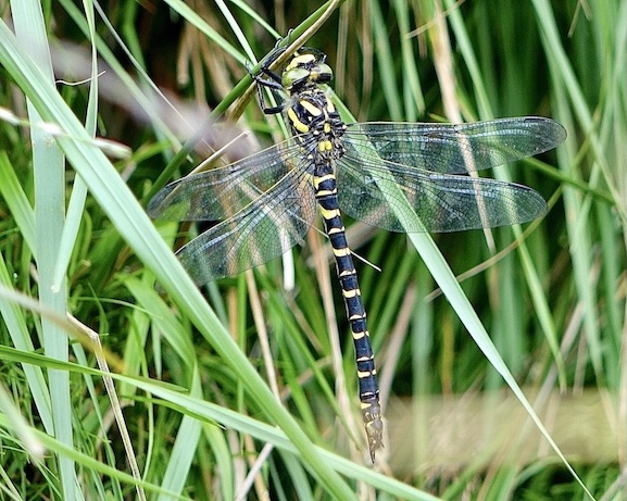 golden-ringed dragonfly
